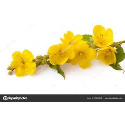 Hoja de Mullein Secada Cortada 56.7g La Tienda de Hierbas