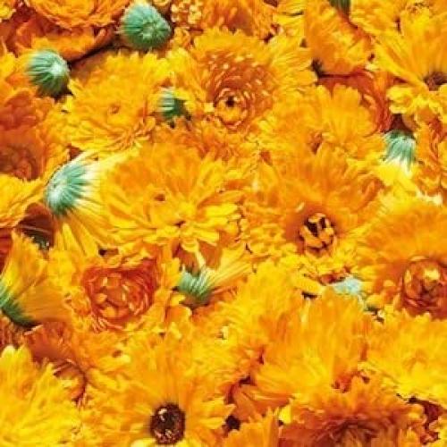 Bálsamo Hidratante Facial Paleo Shwally 56.7 g - Geranio y Lavanda