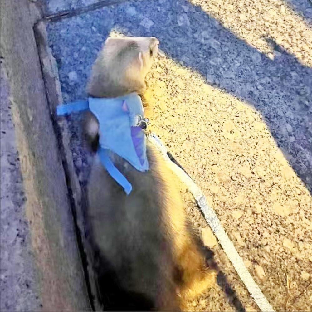 Arnés Chaleco para Mascotas Pequeñas MQQYLBHDS Dinosaurio Azul