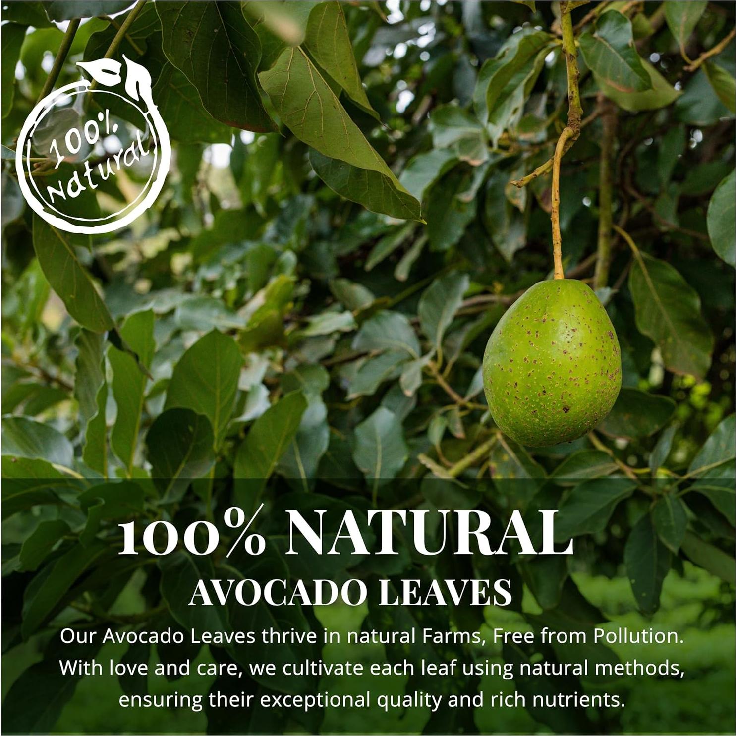 Hojas de Aguacate Secas Akshit 73.71g - Té Natural Sin Cafeína