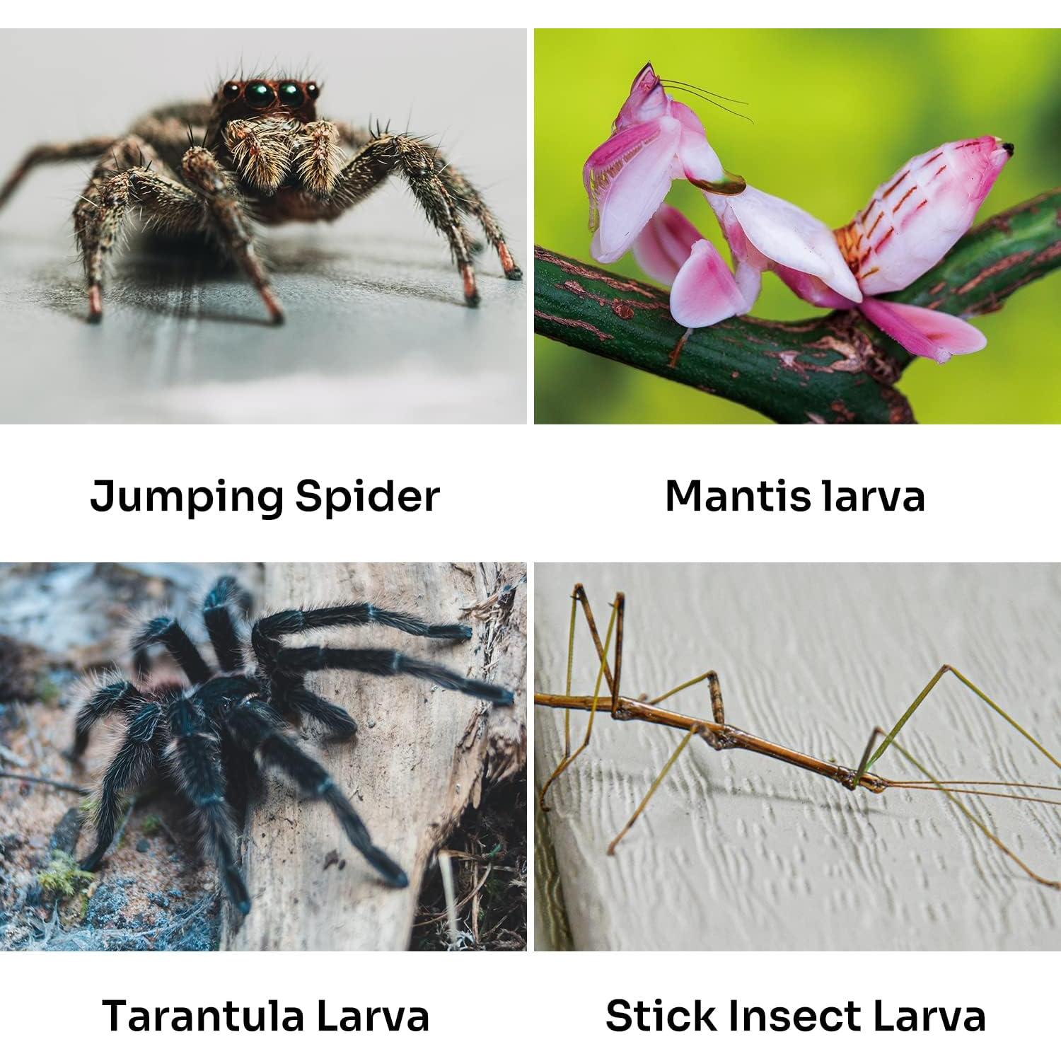 Terrario Acrílico REPTI ZOO para Reptiles 10.16x10.16x20.32 cm