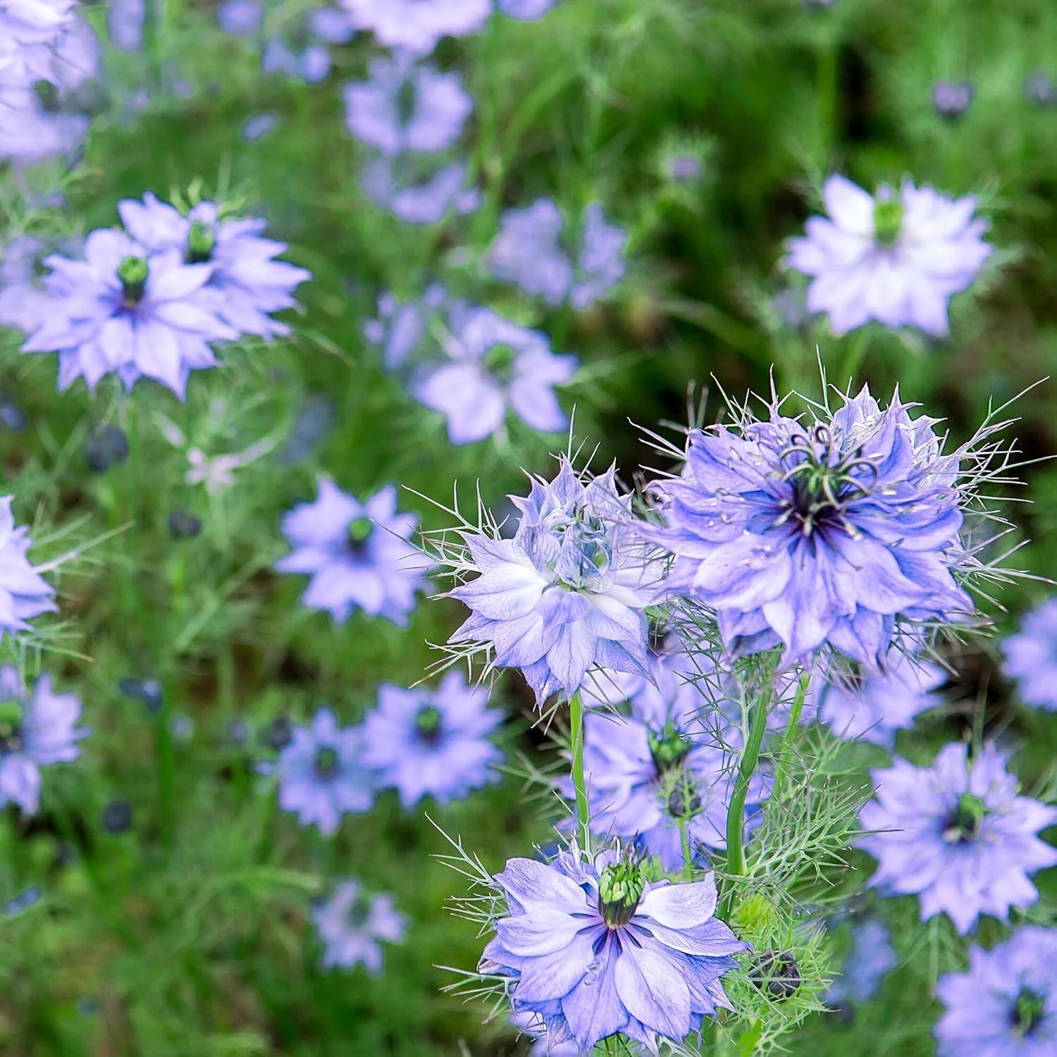 Aceite de Semilla de Comino Negro Orgánico Relaxcation 14.79 ml