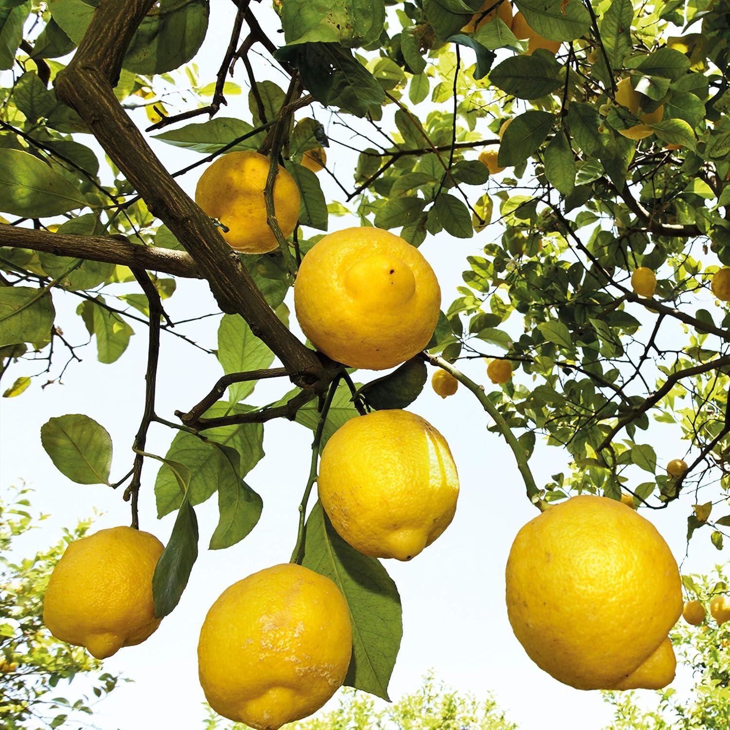 Desodorante Roll-On Weleda 24 Horas Cítrico 50 ml