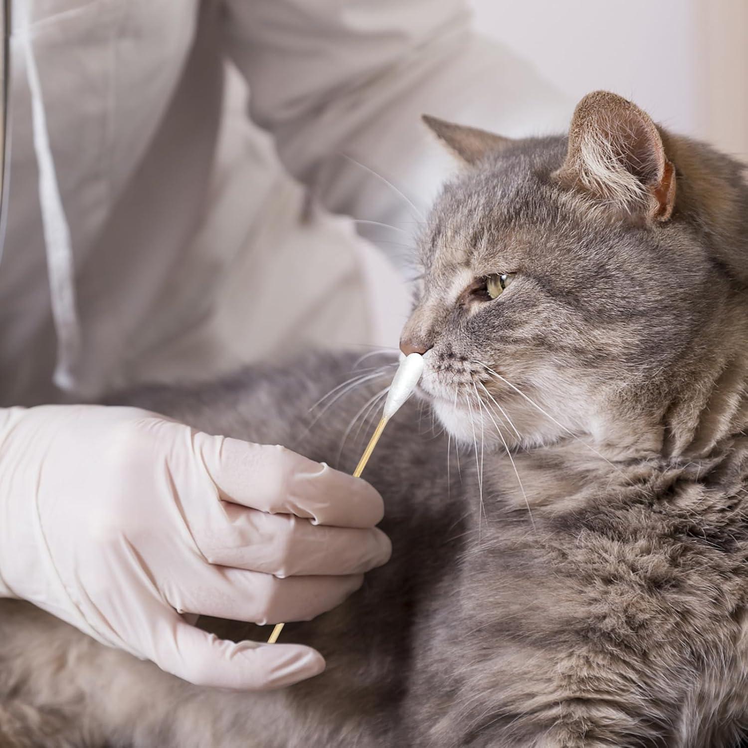 Hisopos de Algodón Eyxformula para Limpieza de Oídos de Mascotas - 15.24 cm, Mango de Bambú, 200 Piezas