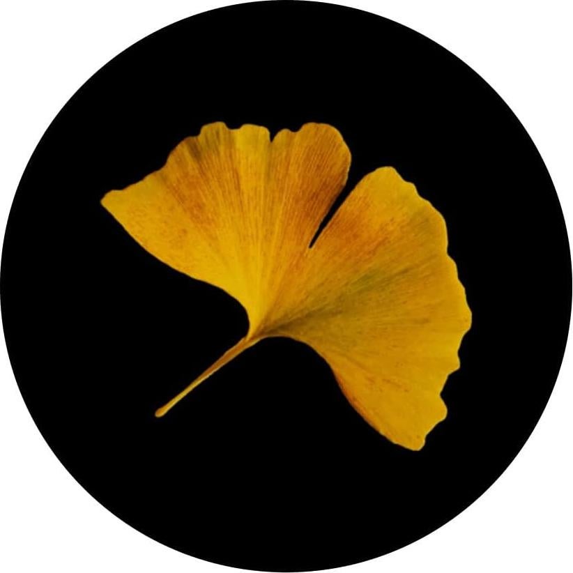 PopSockets Ginkgo Biloba Hoja de Otoño Soporte Negro