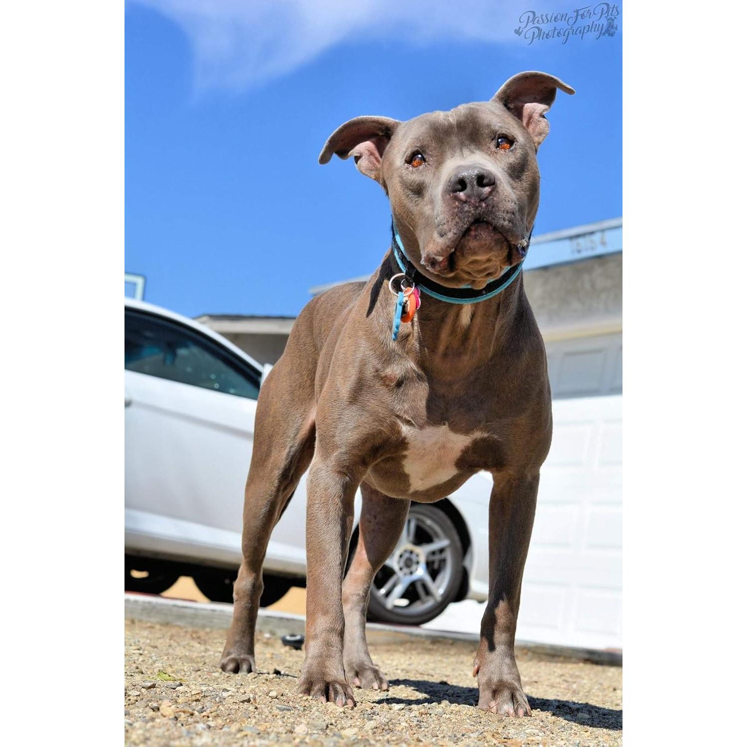 Juguete de Peluche Pitbull Magnum 10" Gris - Apoya Refugios