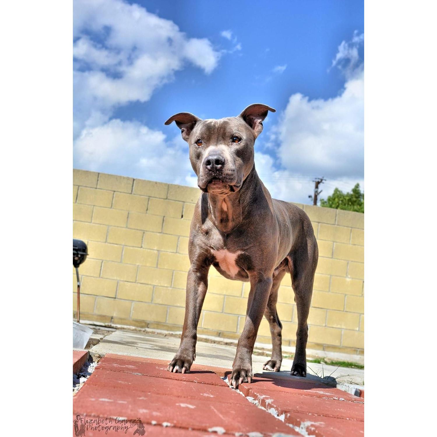 Juguete de Peluche Pitbull Magnum 10" Gris - Apoya Refugios