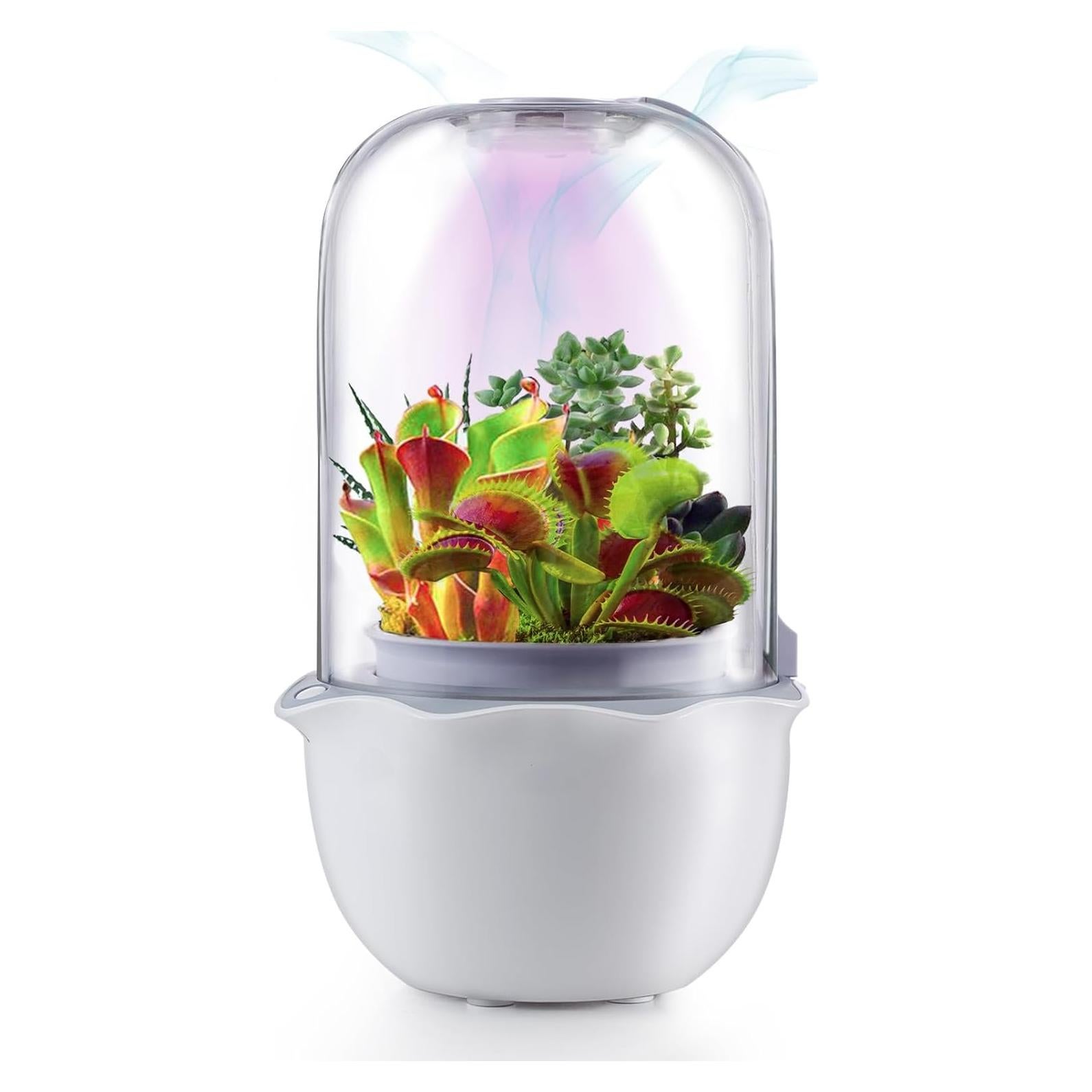 Maceta de Terrario Inteligente para Suculentas y Plantas Carnívoras - Shenzhen Dragon-Lily