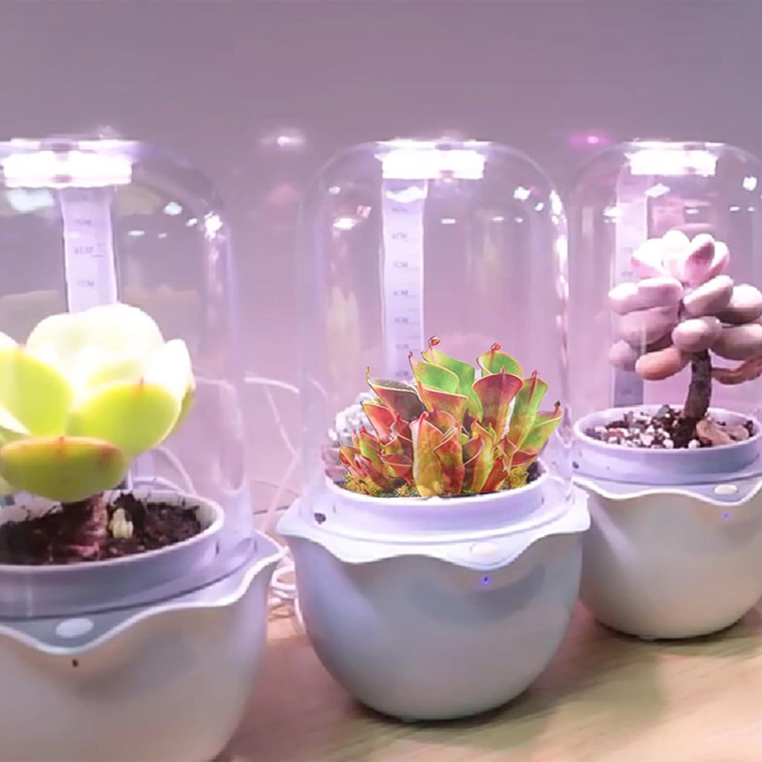 Maceta de Terrario Inteligente para Suculentas y Plantas Carnívoras - Shenzhen Dragon-Lily