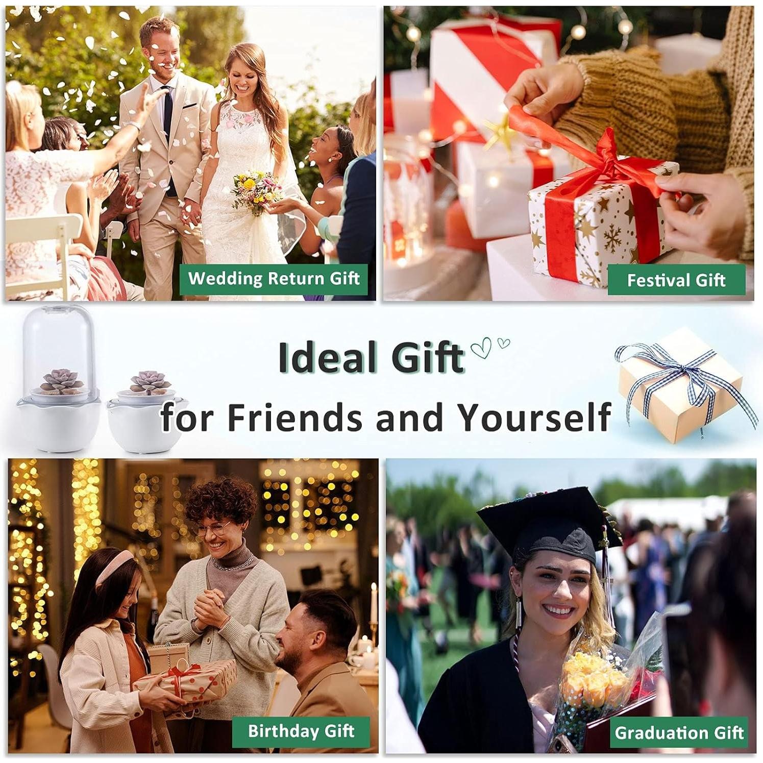 Maceta de Terrario Inteligente para Suculentas y Plantas Carnívoras - Shenzhen Dragon-Lily