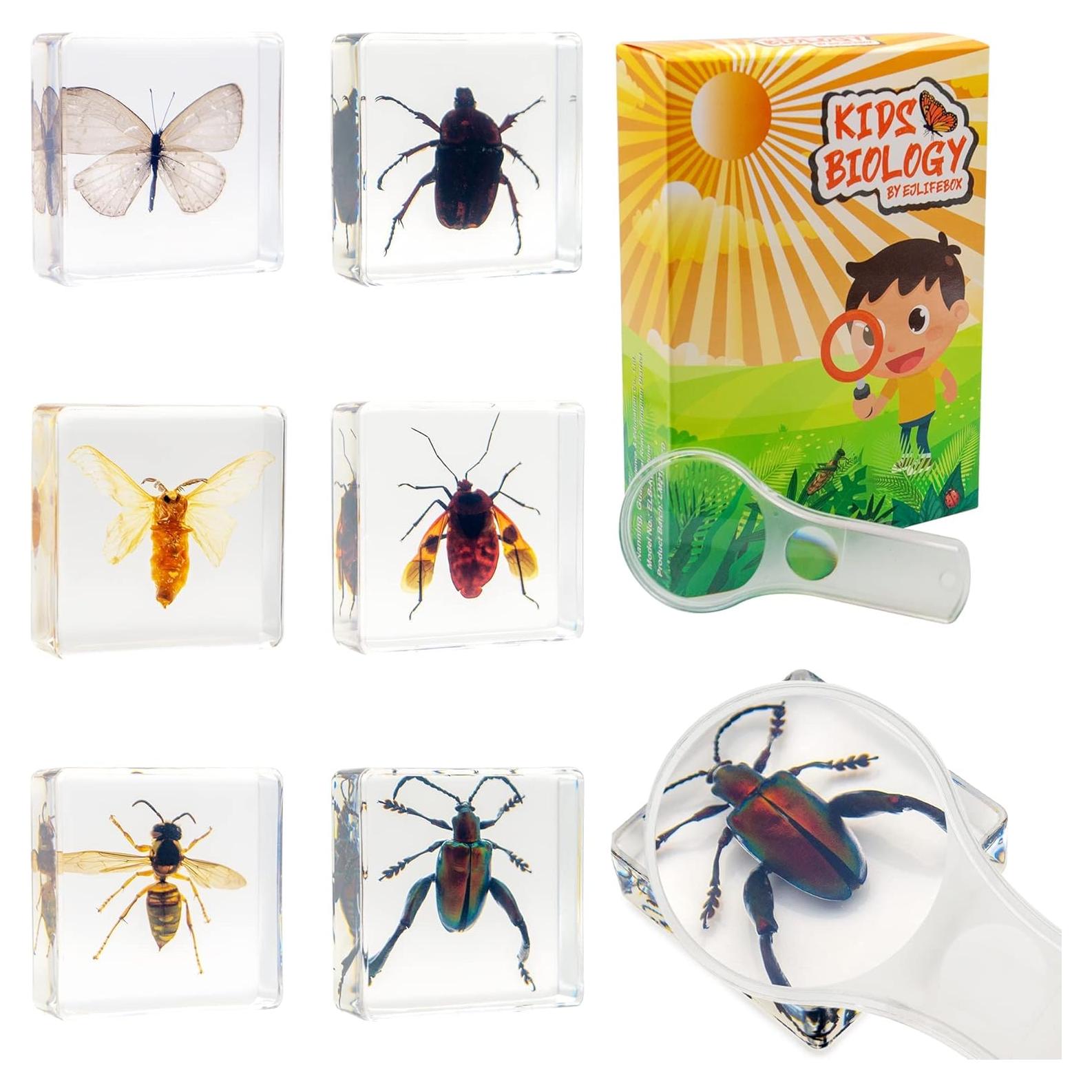 Juego de 6 Especímenes de Insectos en Resina EJLIFEBOX