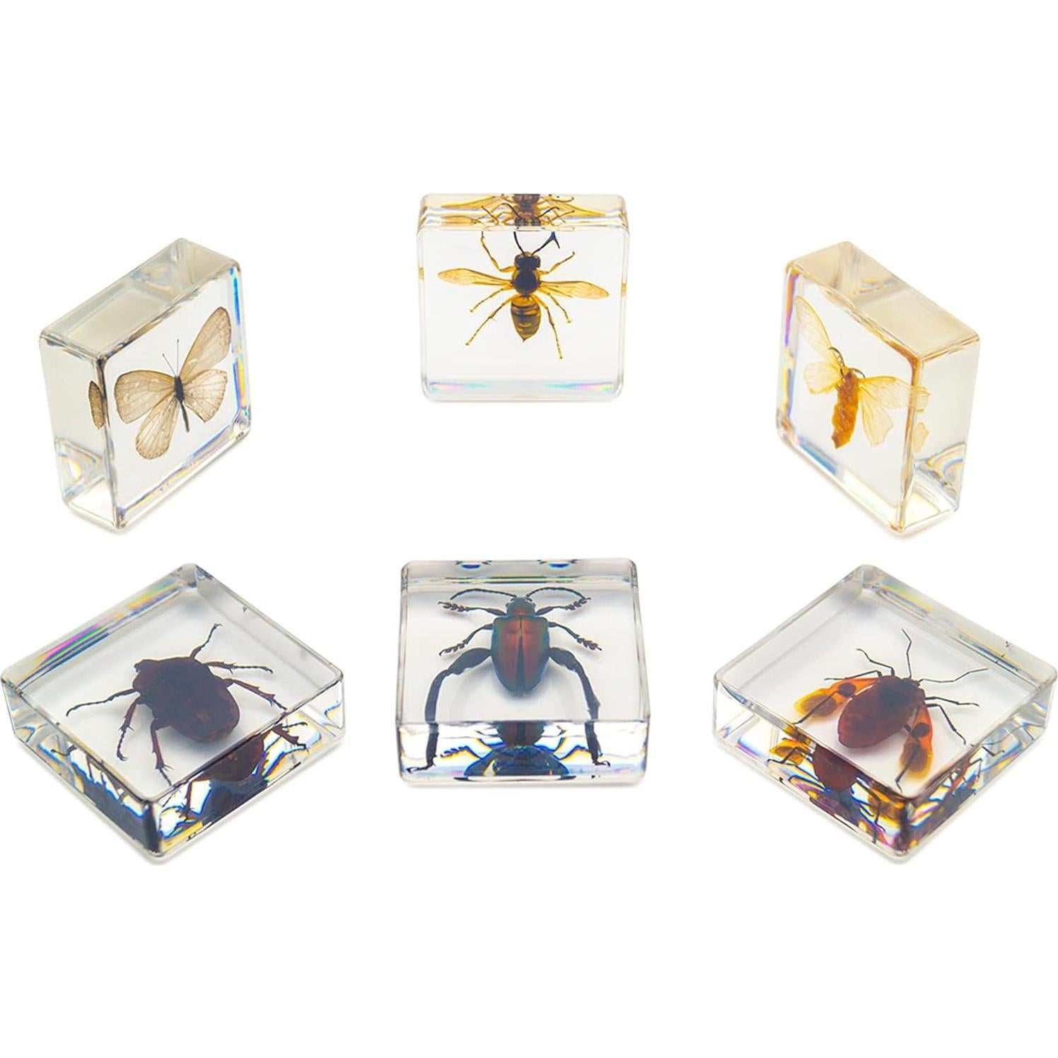 Juego de 6 Especímenes de Insectos en Resina EJLIFEBOX