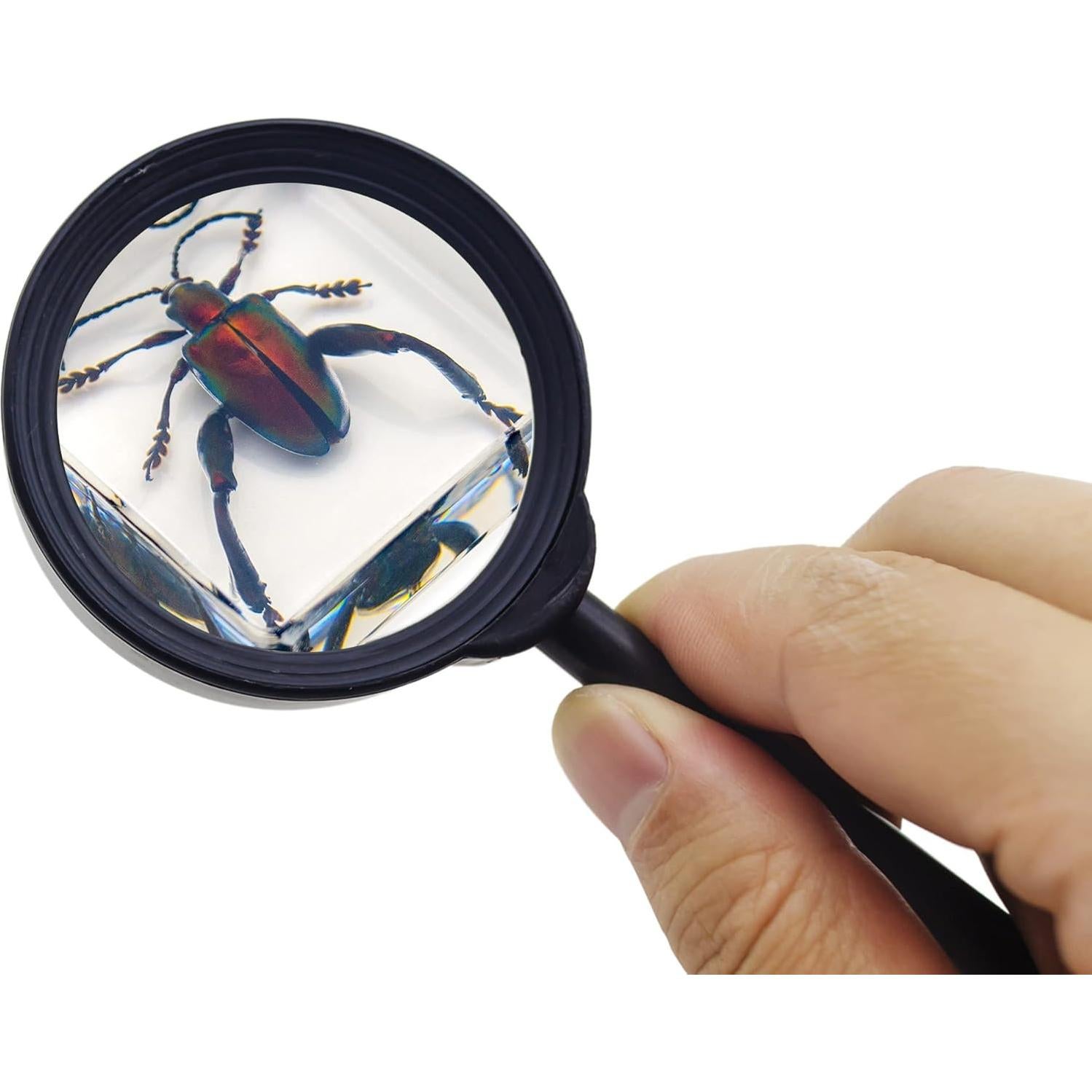 Juego de 6 Especímenes de Insectos en Resina EJLIFEBOX