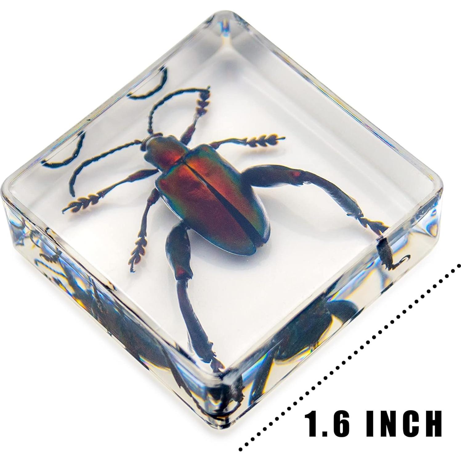 Juego de 6 Especímenes de Insectos en Resina EJLIFEBOX