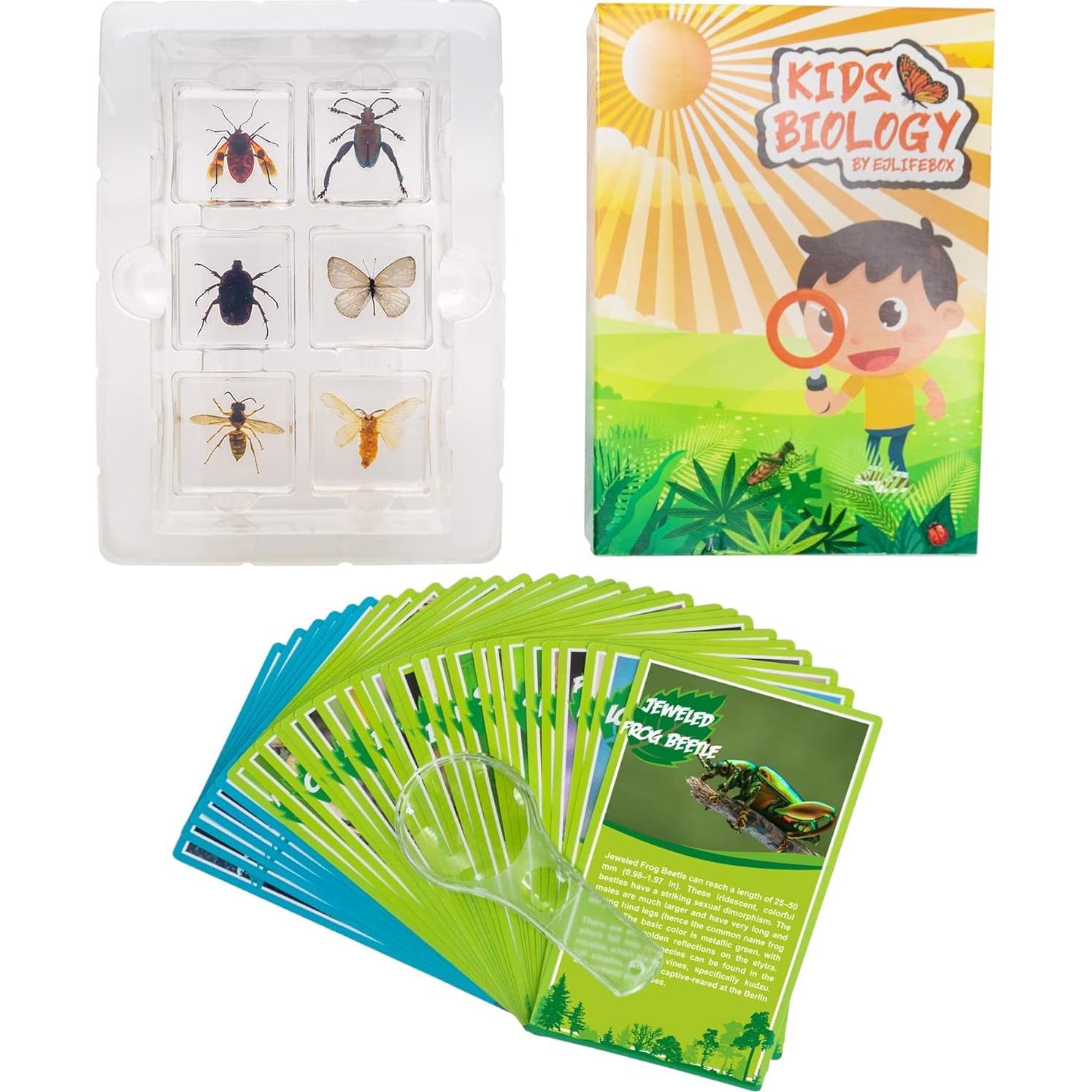 Juego de 6 Especímenes de Insectos en Resina EJLIFEBOX