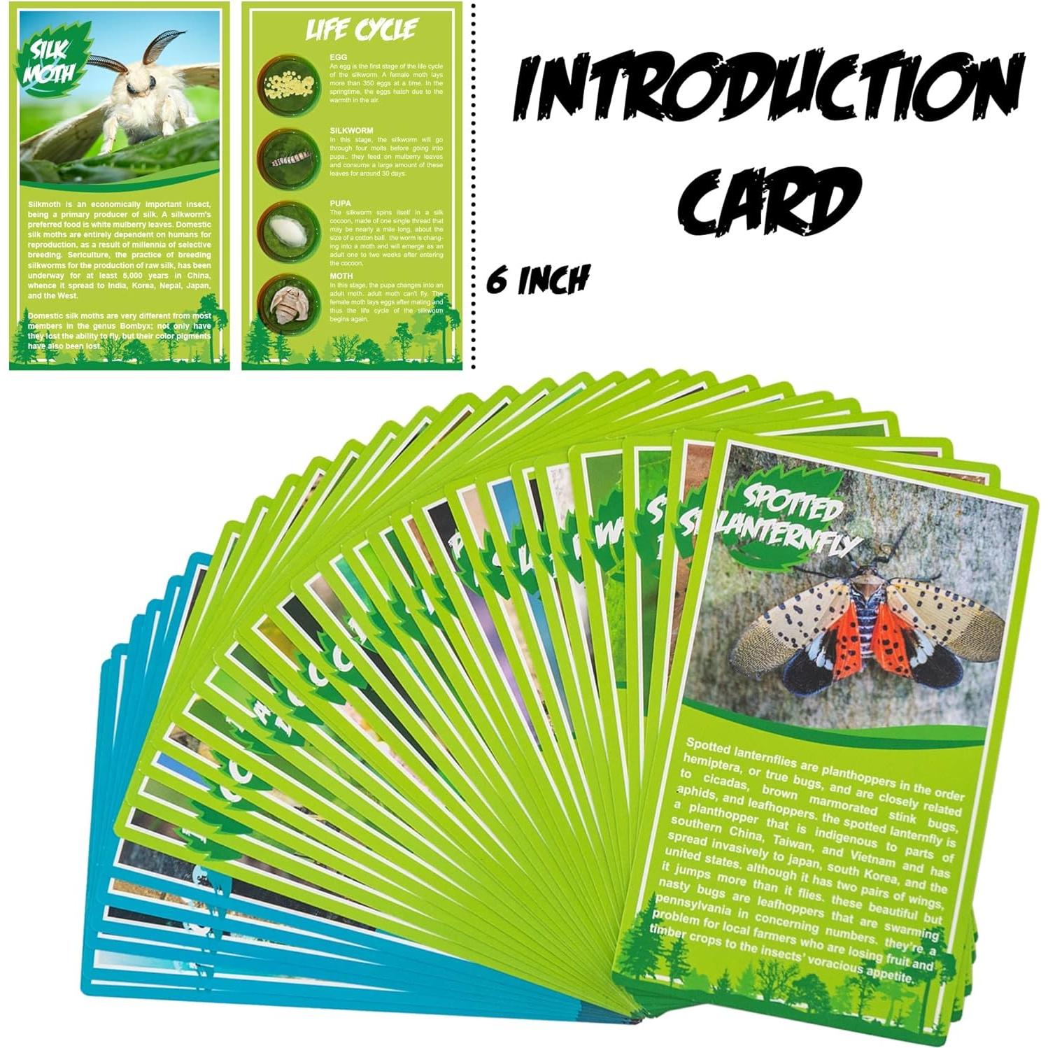 Juego de 6 Especímenes de Insectos en Resina EJLIFEBOX