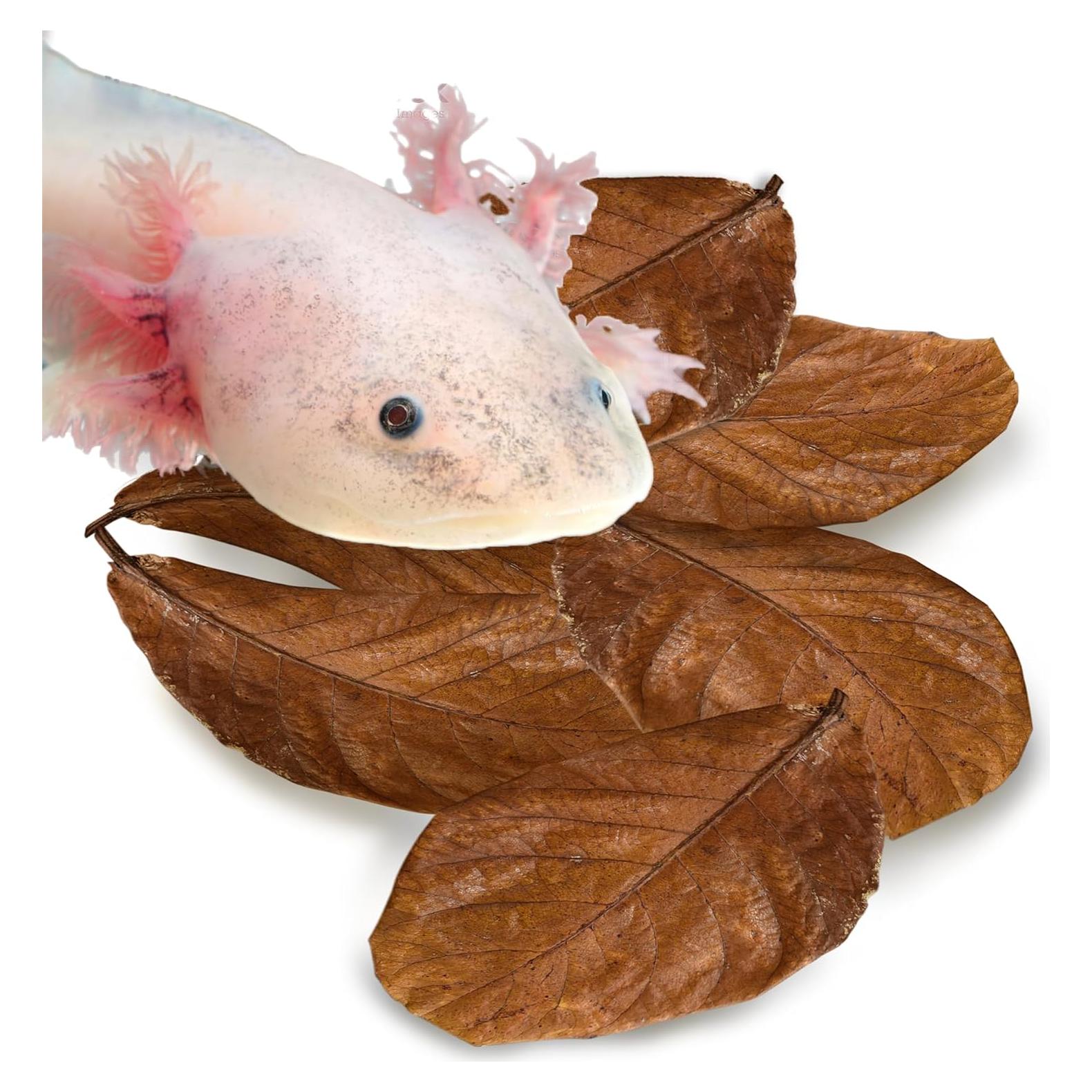 Hojas de Almendra India SunGrow para Acuario - 10 Piezas 12.7 cm