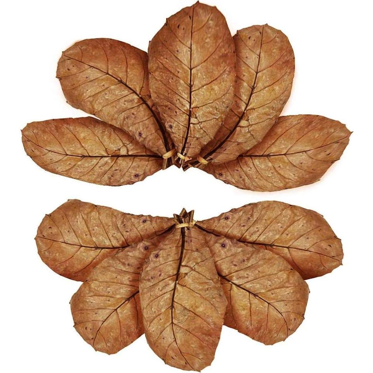 Hojas de Almendra India SunGrow para Acuario - 10 Piezas 12.7 cm