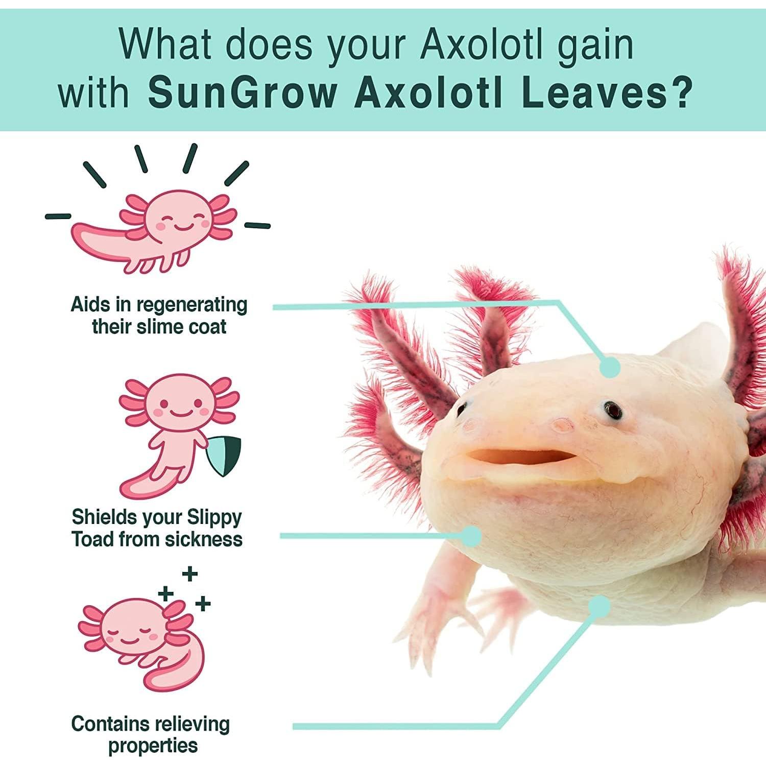 Hojas de Almendra India SunGrow para Acuario - 10 Piezas 12.7 cm