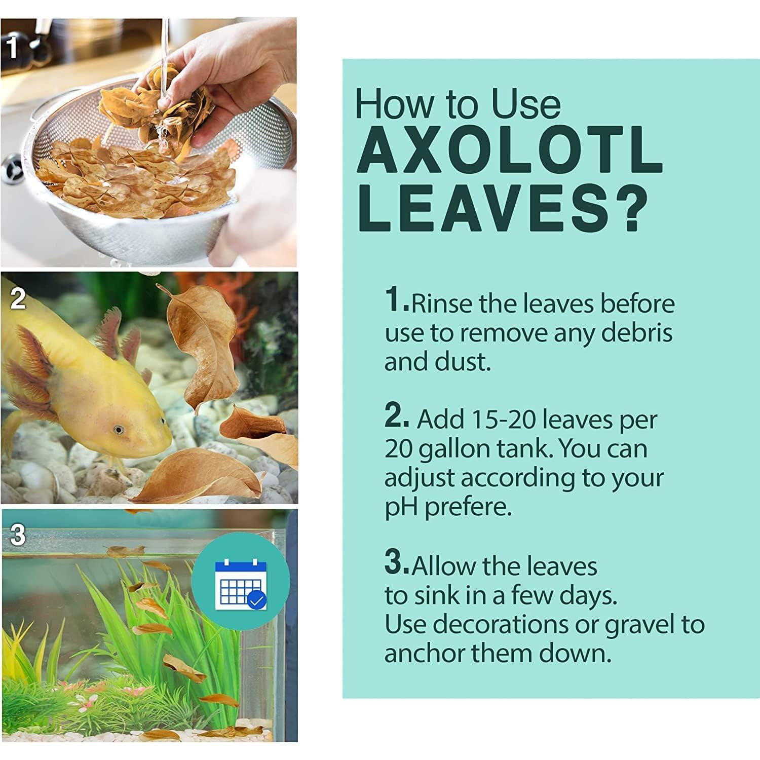 Hojas de Almendra India SunGrow para Acuario - 10 Piezas 12.7 cm