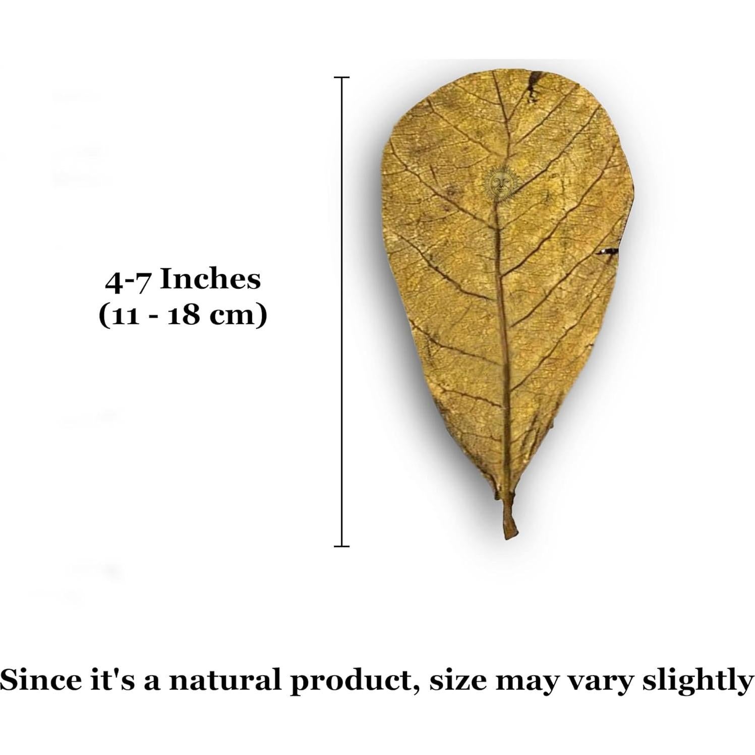 Hojas de Almendra India SunGrow para Acuario - 10 Piezas 12.7 cm