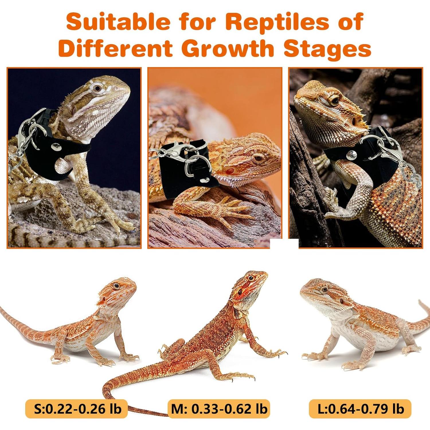 Conjunto Arnés y Correa para Dragón Barbudo PINVNBY - 3 Tamaños