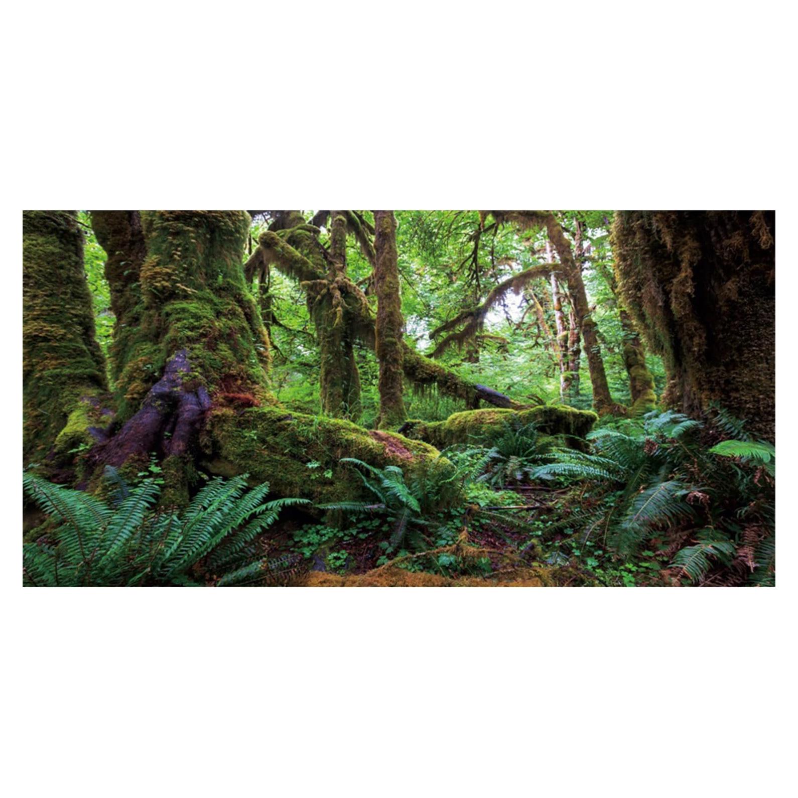 Fondo de Acuario 60x30 cm AWERT Bosque Tropical Verde