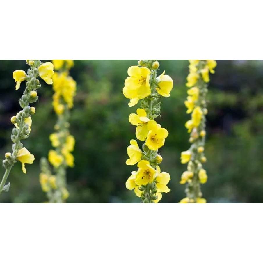 50 Bolsas de Té de Mullein VitalForest - Detox Pulmones 3g