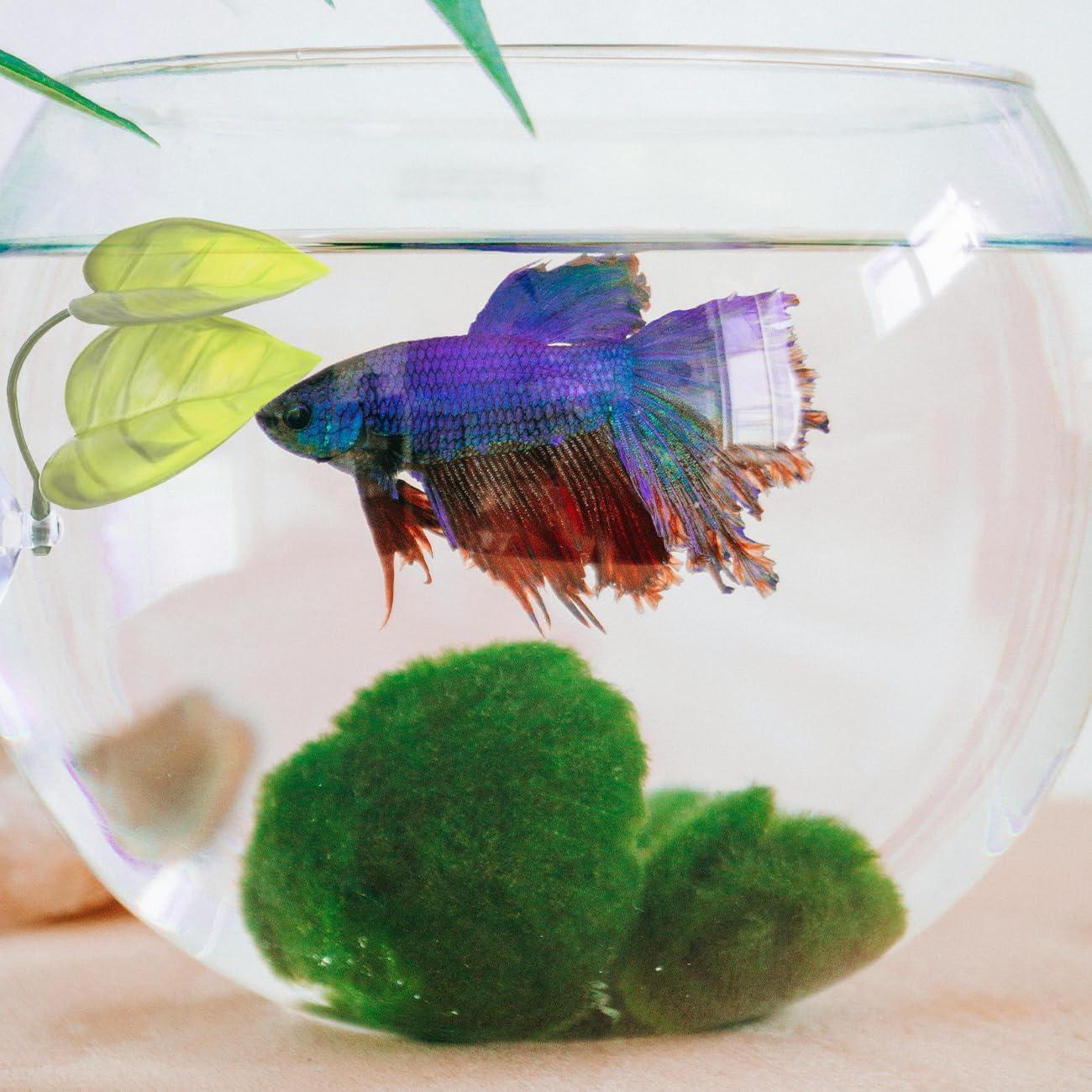 Tubo de Túnel para Peces Betta Jb - Accesorios Acuario Negro