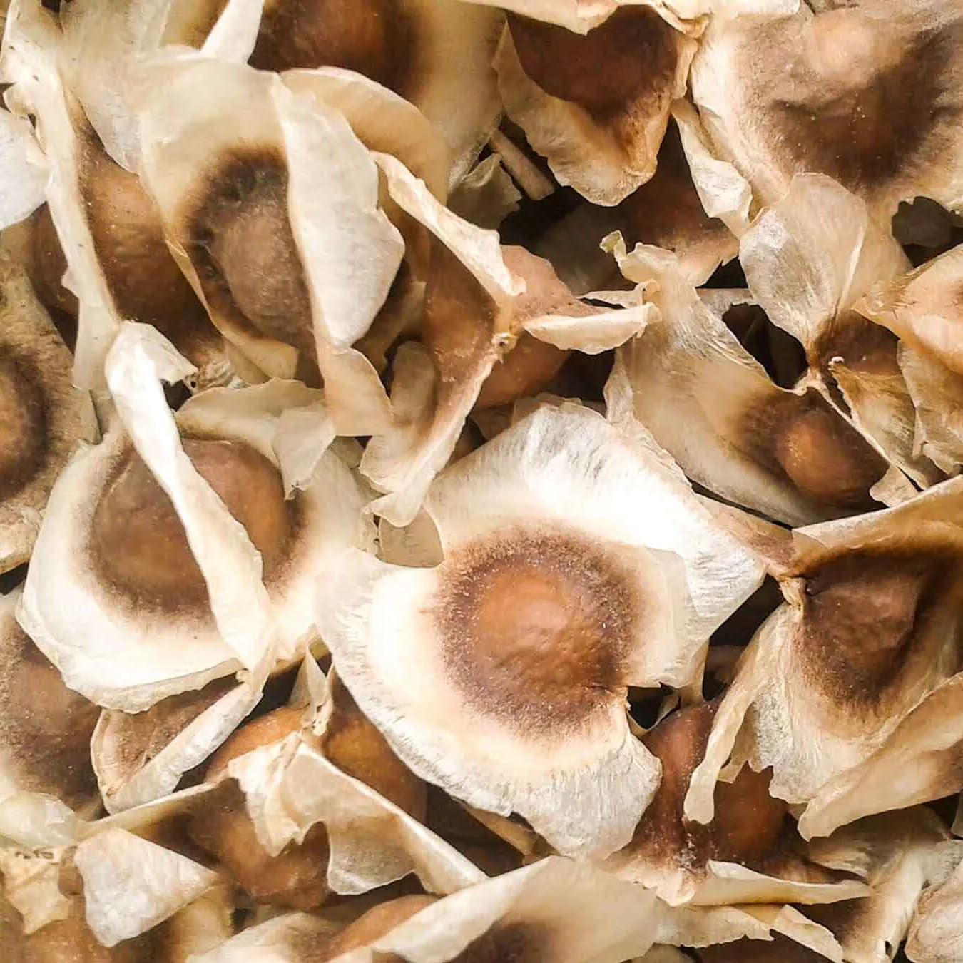 Aceite de Moringa Aromatics International 30 mL - Cuidado Piel y Cabello