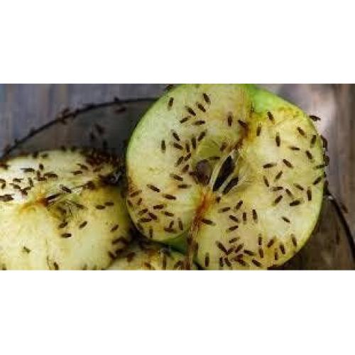 10 Tazas Deli 16 oz con Tapas Ventiladas Snout & Shell