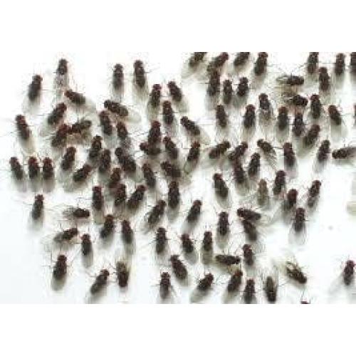 10 Tazas Deli 16 oz con Tapas Ventiladas Snout & Shell