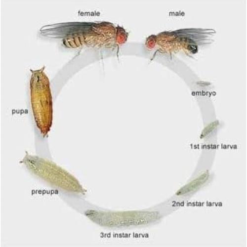 10 Tazas Deli 16 oz con Tapas Ventiladas Snout & Shell