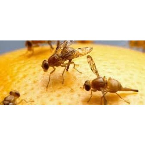 10 Tazas Deli 16 oz con Tapas Ventiladas Snout & Shell