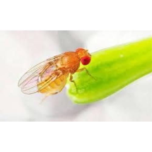 10 Tazas Deli 16 oz con Tapas Ventiladas Snout & Shell