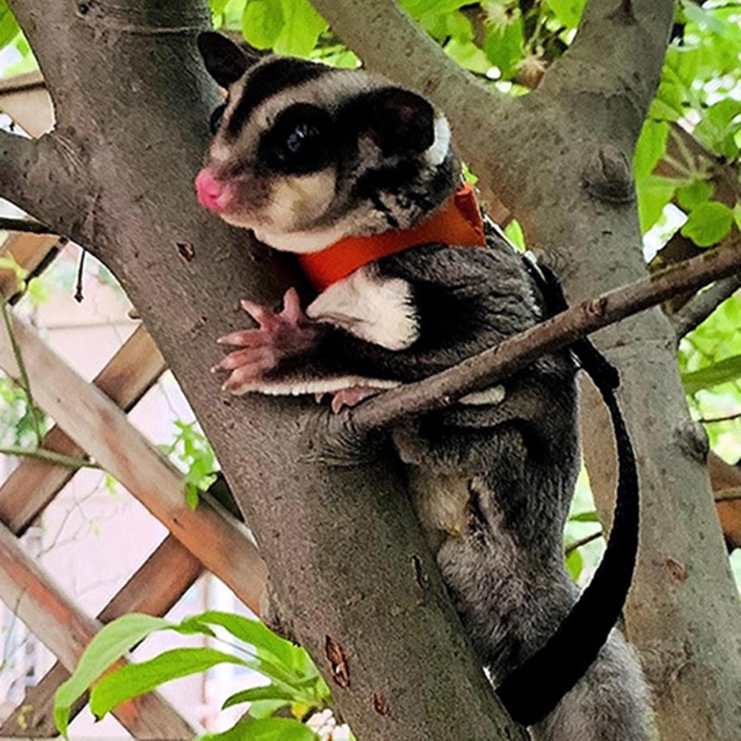 Juego de Arnés y Correa Meow&Woof para Gliders Negro 3 Tamaños