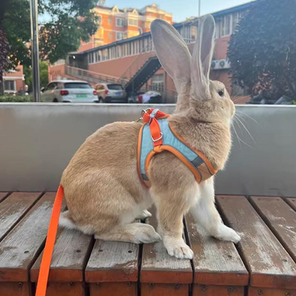 Conjunto Arnés y Correa Anelekor para Mascotas Pequeñas Naranja