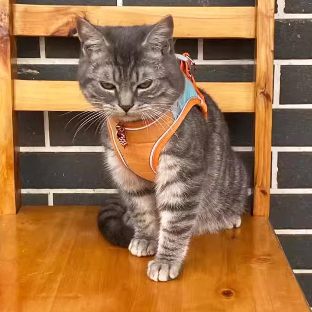 Conjunto Arnés y Correa Anelekor para Mascotas Pequeñas Naranja