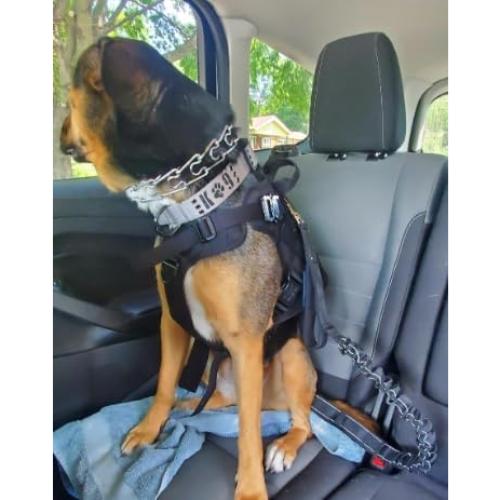 Correa de Perro Bungee DeziZeusK9 Negra 3m Alta Resistencia