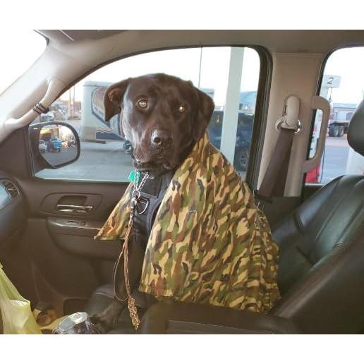 Correa de Perro Bungee DeziZeusK9 Negra 3m Alta Resistencia