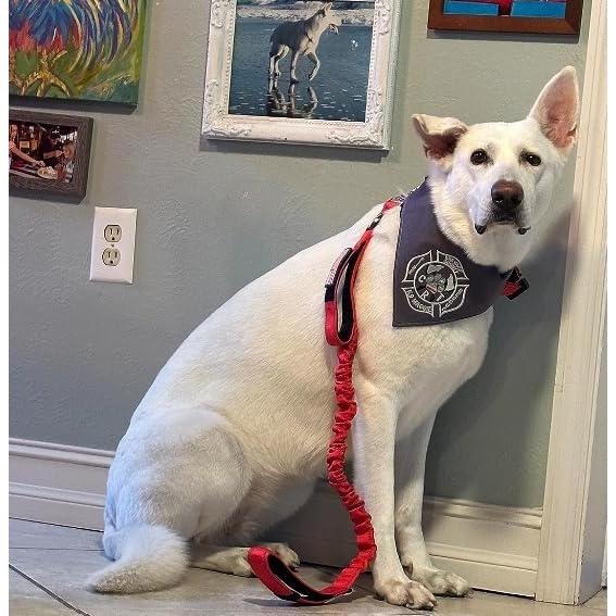 Correa de Perro Bungee DeziZeusK9 Negra 3m Alta Resistencia