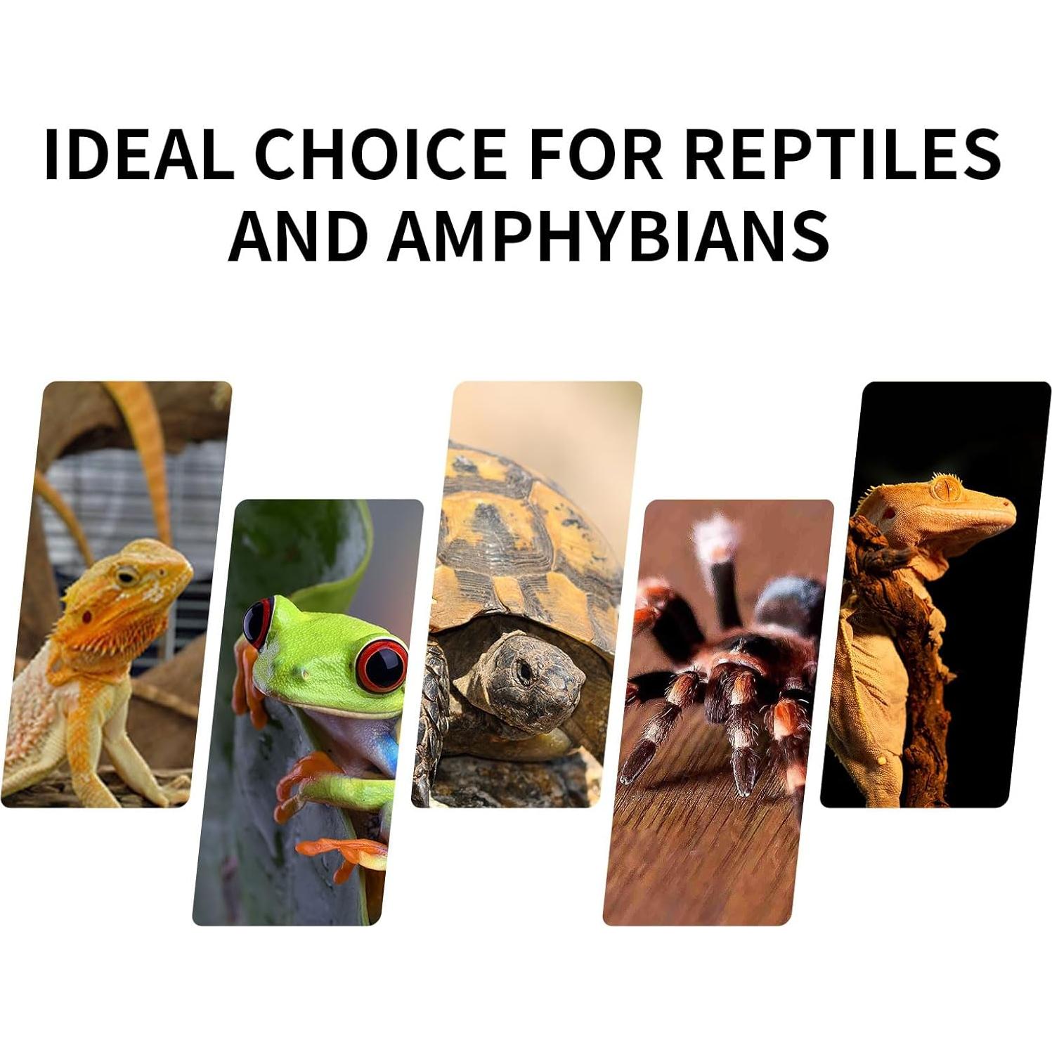 Mini Terrario de Vidrio Waazoorep 20.32x20.32x30.48cm para Reptiles