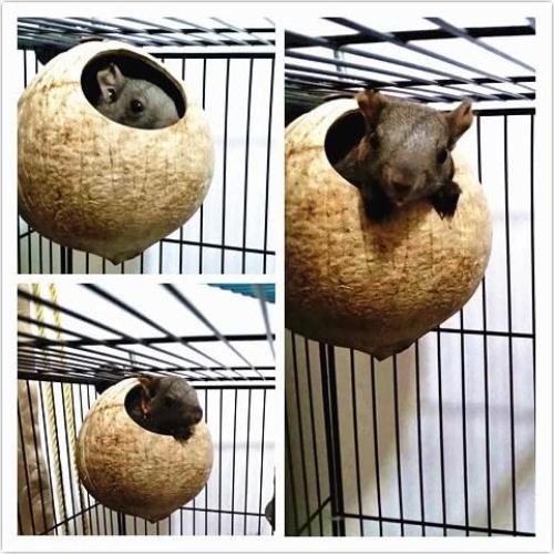 Nido de Cría para Aves Hypeety de Coco Natural 10-15cm