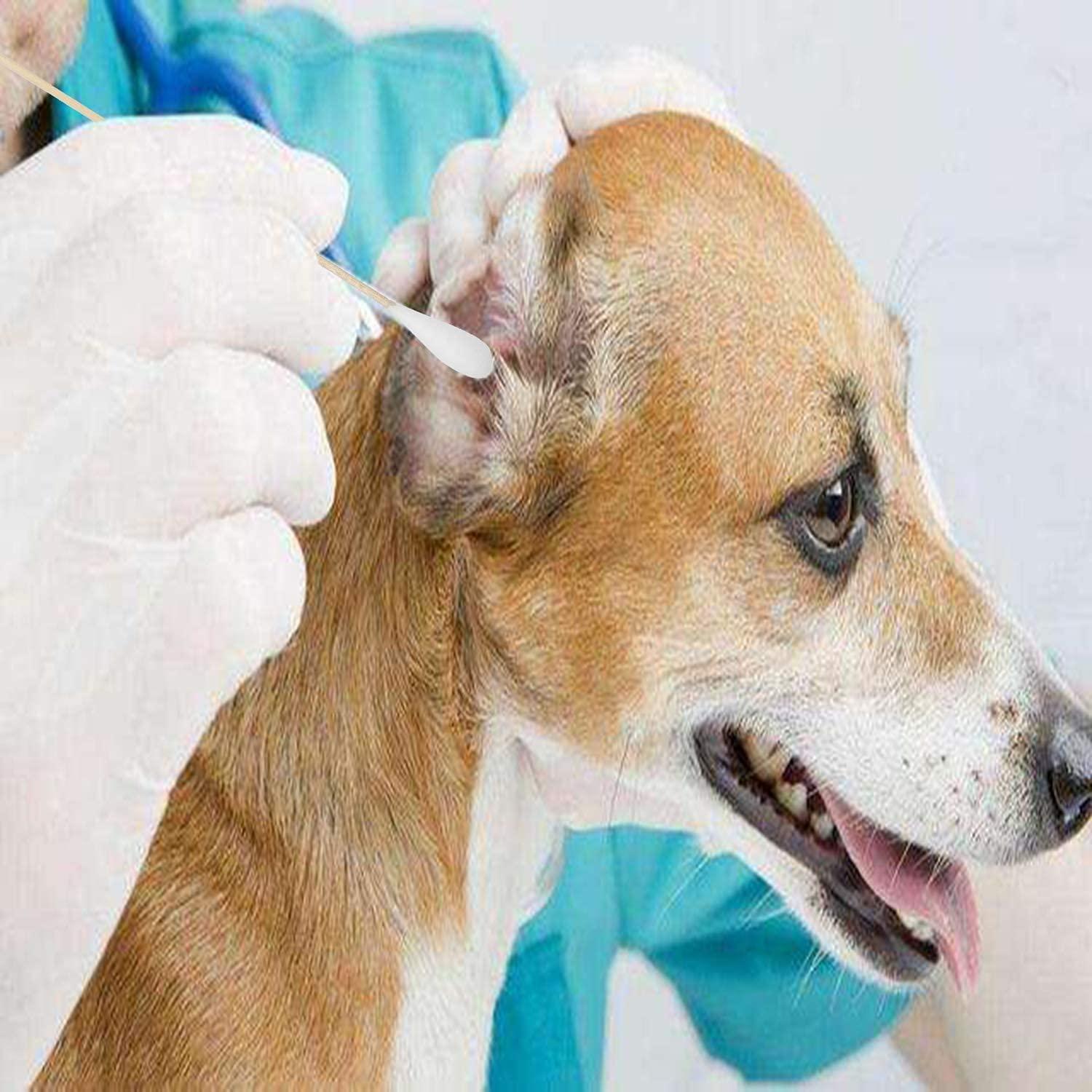 Hisopos de Algodón Grande 15 cm Zhejiangkangmin 100pcs para Mascotas