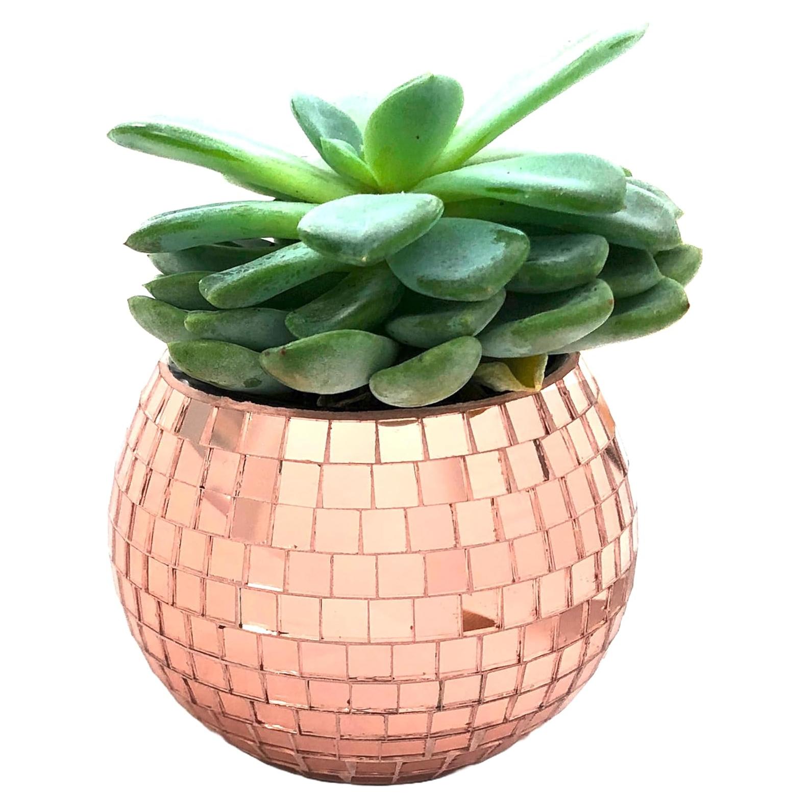 Mini Maceta de Bola de Disco BusyPet Rosa Dorado 5.4 cm