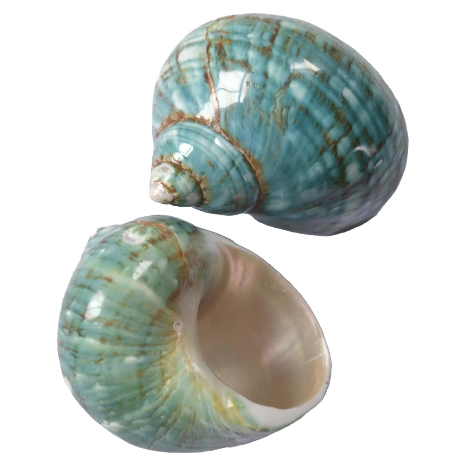 Conchas de Cangrejo Ermitaño 2pcs Verde Tamaño M 5.5-6.5 cm