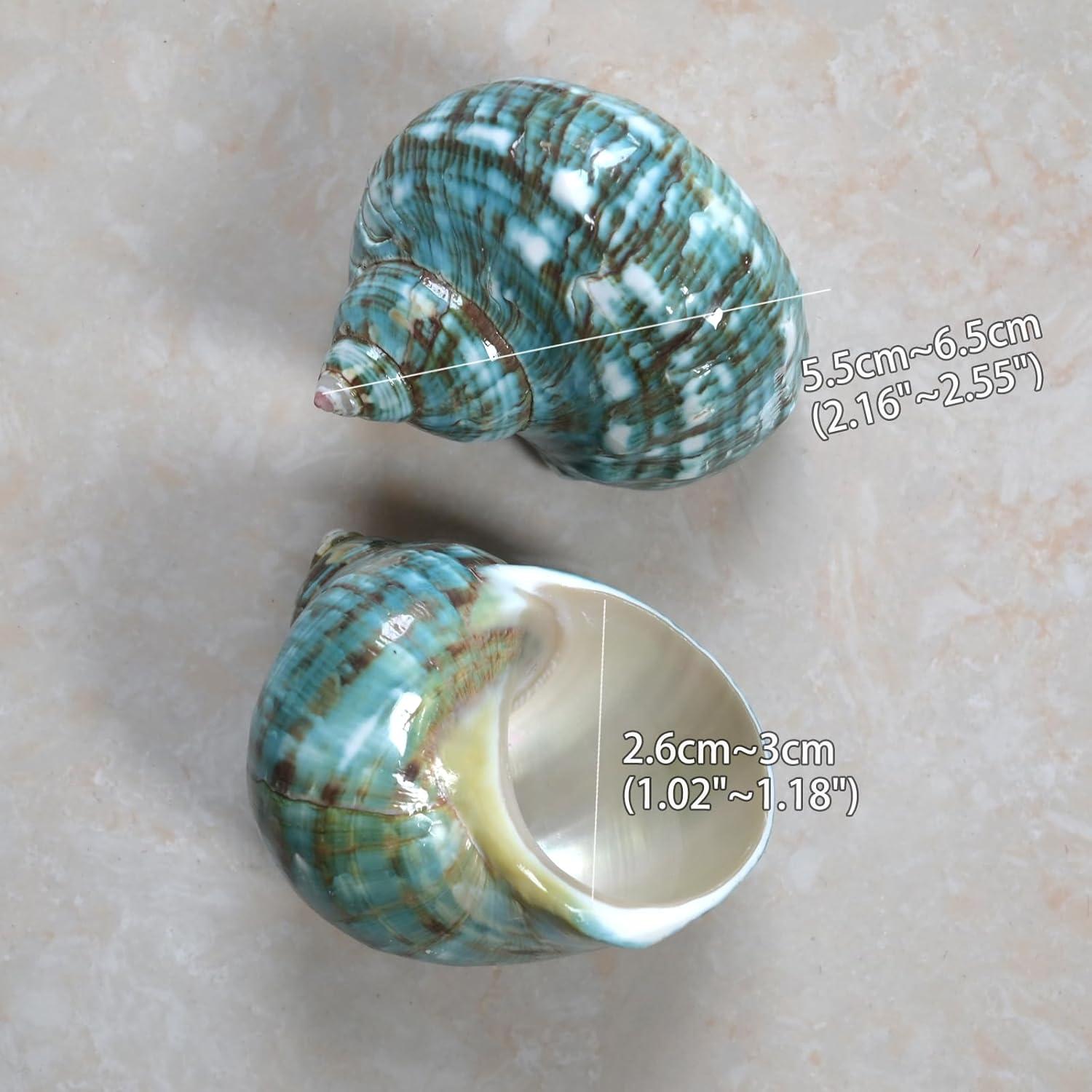 Conchas de Cangrejo Ermitaño 2pcs Verde Tamaño M 5.5-6.5 cm