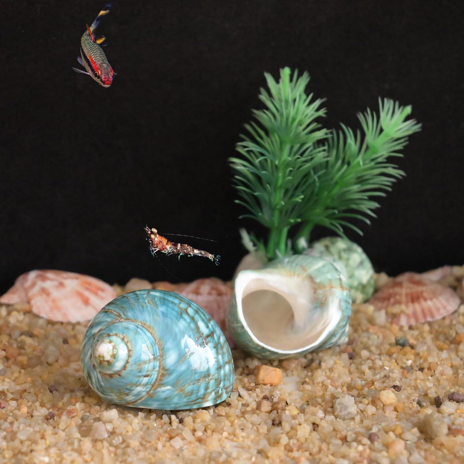 Conchas de Cangrejo Ermitaño 2pcs Verde Tamaño M 5.5-6.5 cm