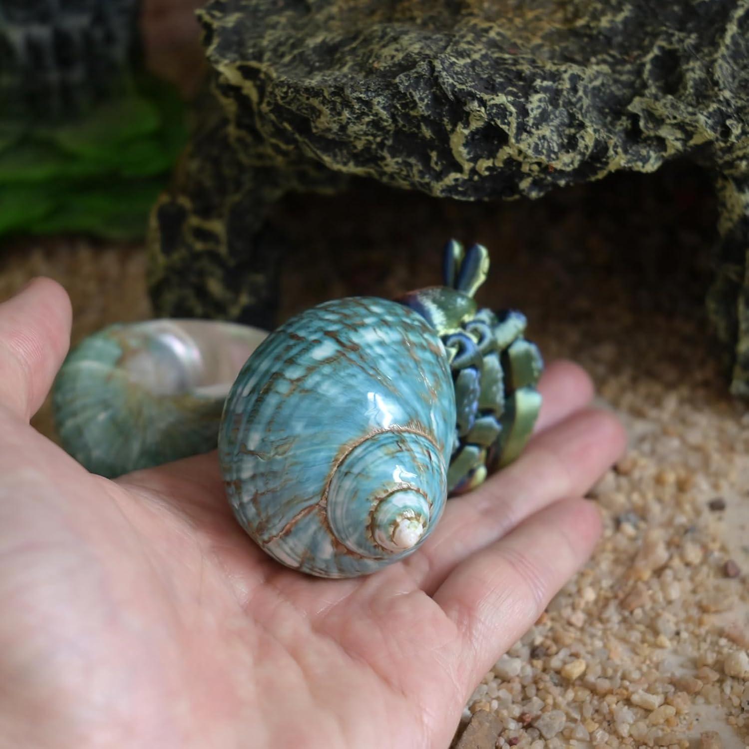 Conchas de Cangrejo Ermitaño 2pcs Verde Tamaño M 5.5-6.5 cm