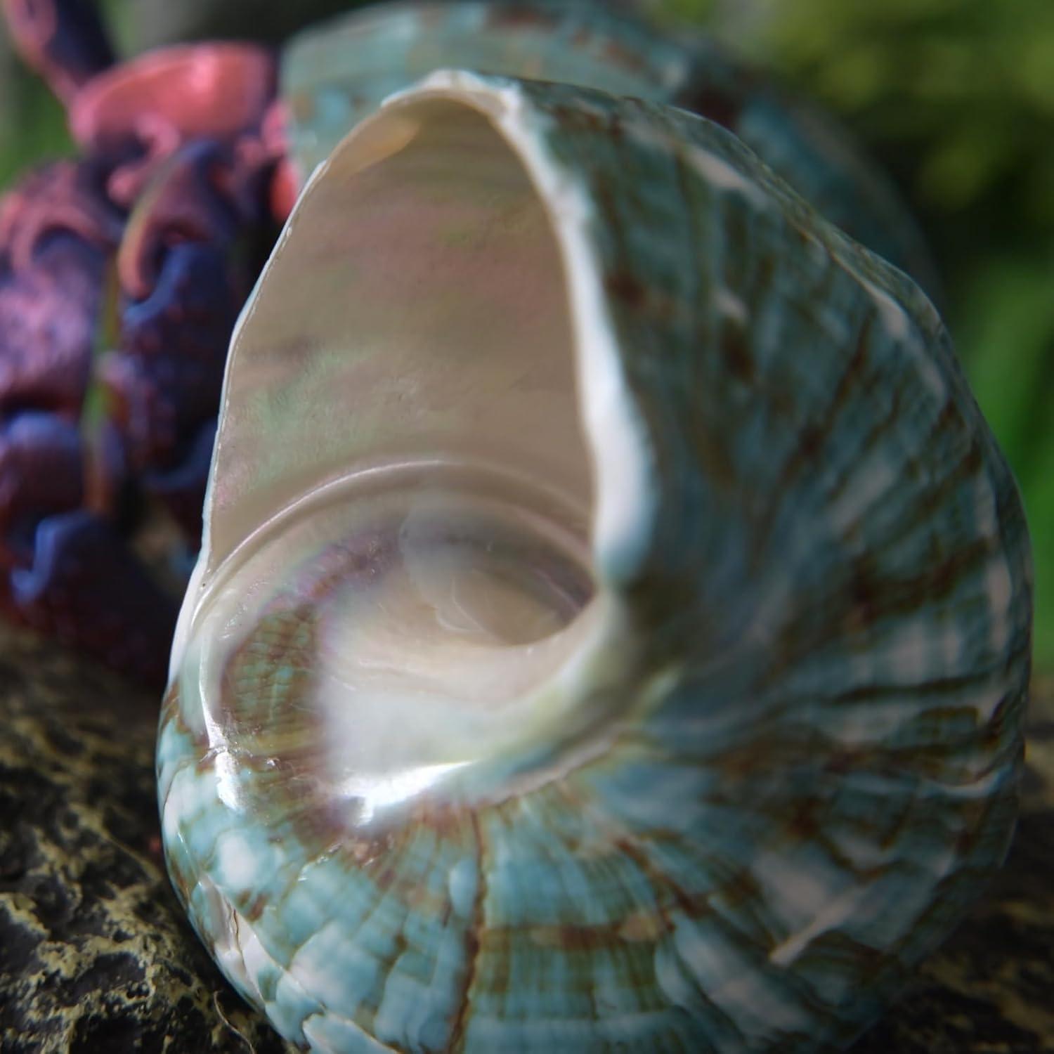 Conchas de Cangrejo Ermitaño 2pcs Verde Tamaño M 5.5-6.5 cm